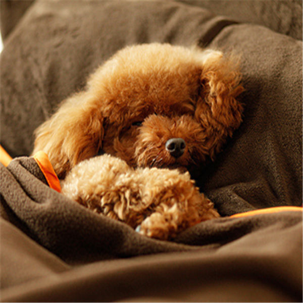 Three-piece Pets Bed