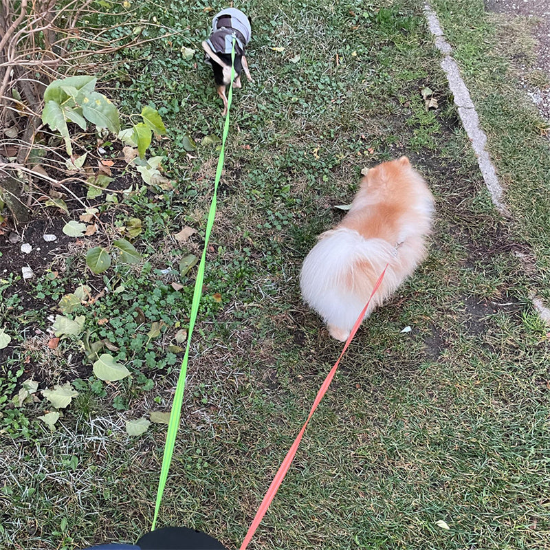 Retractable Dog Leash in USA